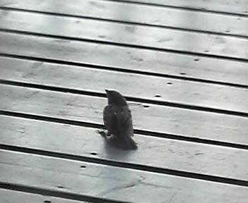 34.23:352:288:350:286:352(W)�~288(H) 34.23:right:1:1::