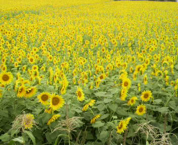 31.02:352:288:350:286:352(W)�~288(H) 31.02:right:1:1::