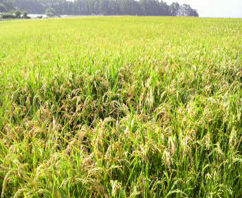 32.94:352:288:350:286:352(W)�~288(H) 32.94:right:1:1::