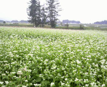 33.45:352:288:350:286:352(W)�~288(H) 33.45:right:1:1::