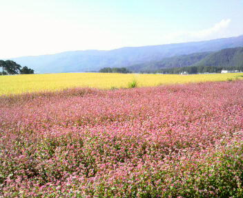 31.5:352:288:350:286:352(W)�~288(H) 31.5:right:1:1::