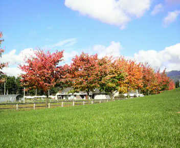 31.55:352:288:350:286:352(W)�~288(H) 31.55:right:1:1::