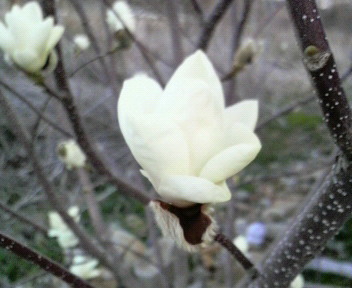 33.67:352:288:350:286:352(W)�~288(H) 33.67:right:1:1::