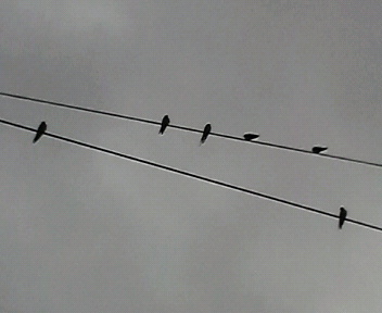 30.89:352:288:350:286:352(W)�~288(H) 30.89:right:1:1::