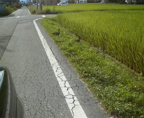 34.74:288:236:0:0:288(W)�~236(H) 34.74:right:1:1::