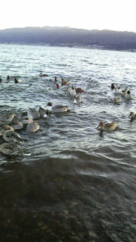 38.13:198:352:197:350:198(W)�~352(H) 38.13:right:1:1::